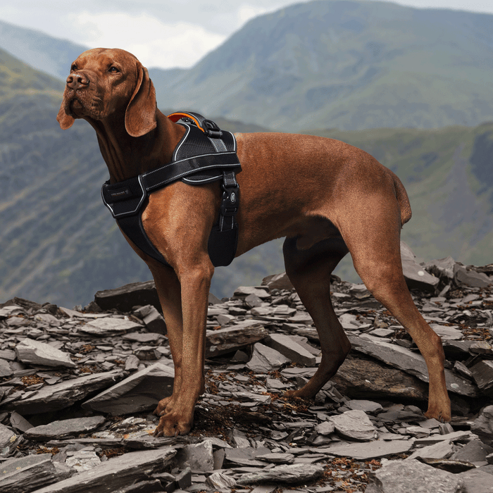 Land Rover Above and Beyond Dog Harness